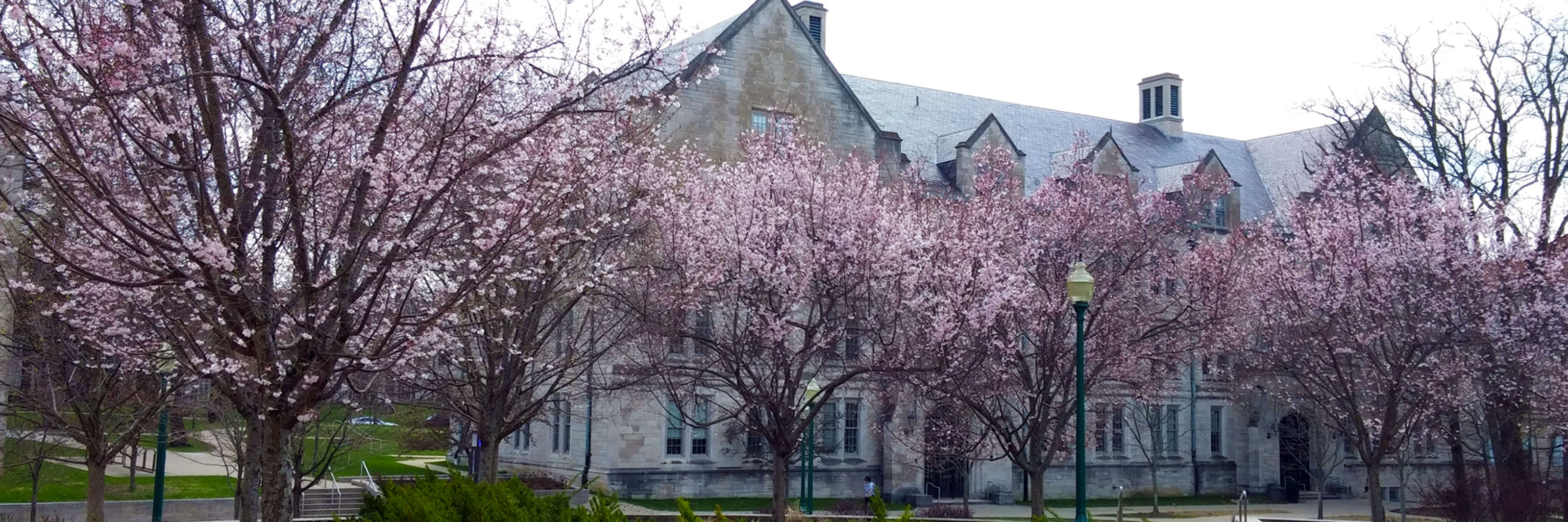 Trees in front Rawles Hall